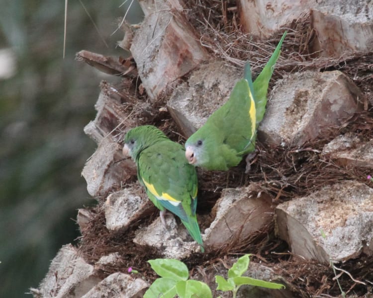 White-winged Parakeet - pair