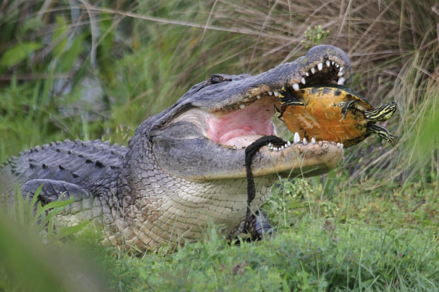 Alligator with Florida Red-bellied Turtle