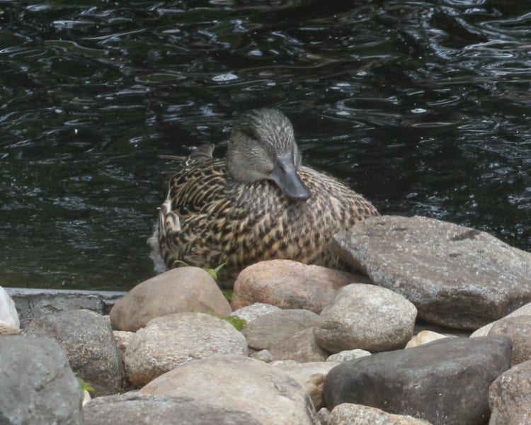 Falcated Duck - female