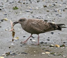 Herring Gull - juvenile