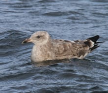 Western Gull - second cycle