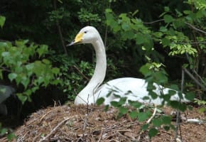 Whooper Swan on nest