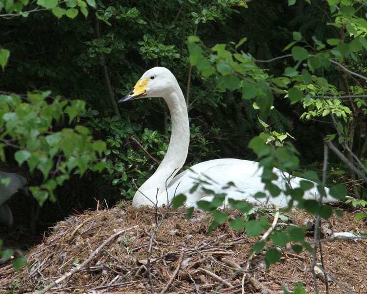 Whooper Swan on nest
