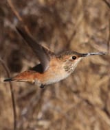 Allen's Hummingbird - immature male