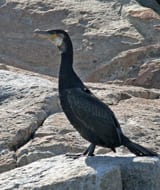 Great Cormorant nonbreeding