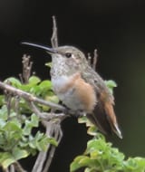 Allen's Hummingbird - immature
