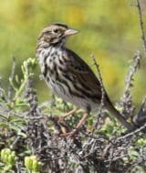 Savannah Sparrow - Beldings
