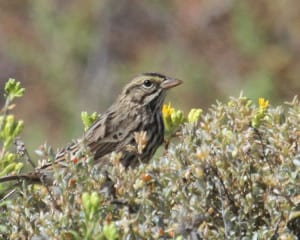 Savannah Sparrow (Belding's)