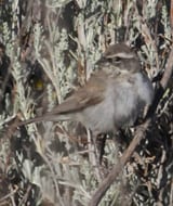 Black-throated Sparrow - immature