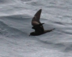 Leach's Storm Petrel (Chapman's subspecies)