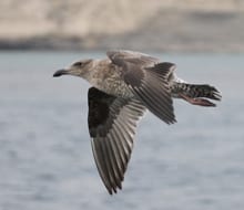 Western Gull - first cycle