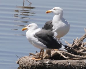 Yellow-footed Gulls