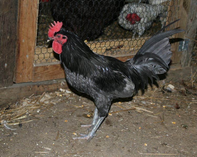 Delaware Blue Hen - rooster