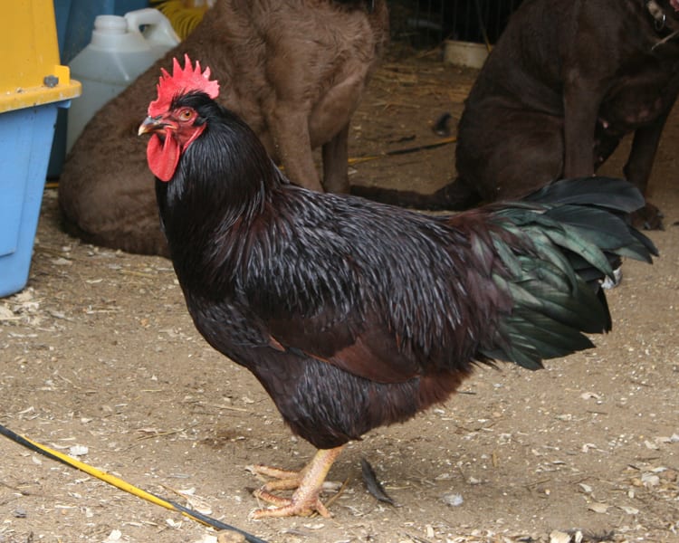 Rhode Island Red rooster