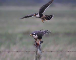 Aplomado Falcons