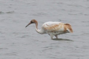 Whooping Crane - juvenile