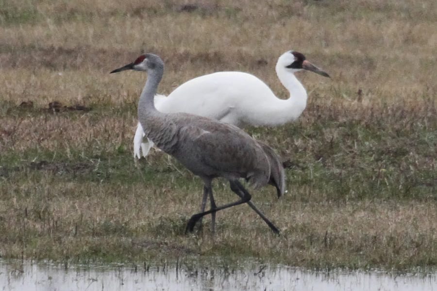 Whooping Crane - with Sandhill Crane