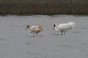 Whooping Crane - adult and juvenile