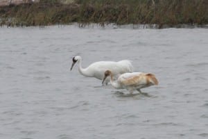 Whooping Crane - adult and juvenile