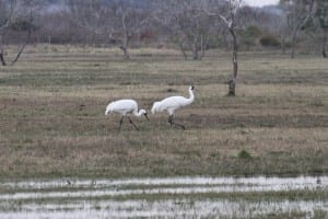 Whooping Crane - pair