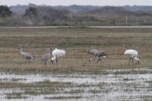 Whooping Crane pair - with Sandhill Cranes