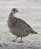 Greater-Prairie-Chicken - female