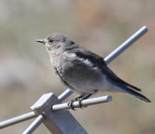 Mountain-Bluebird-female