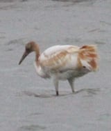 Whooping-Crane-juvenile