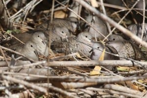 Ruddy Ground Doves with Inca Doves