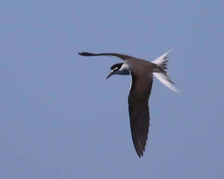 Bridled Tern