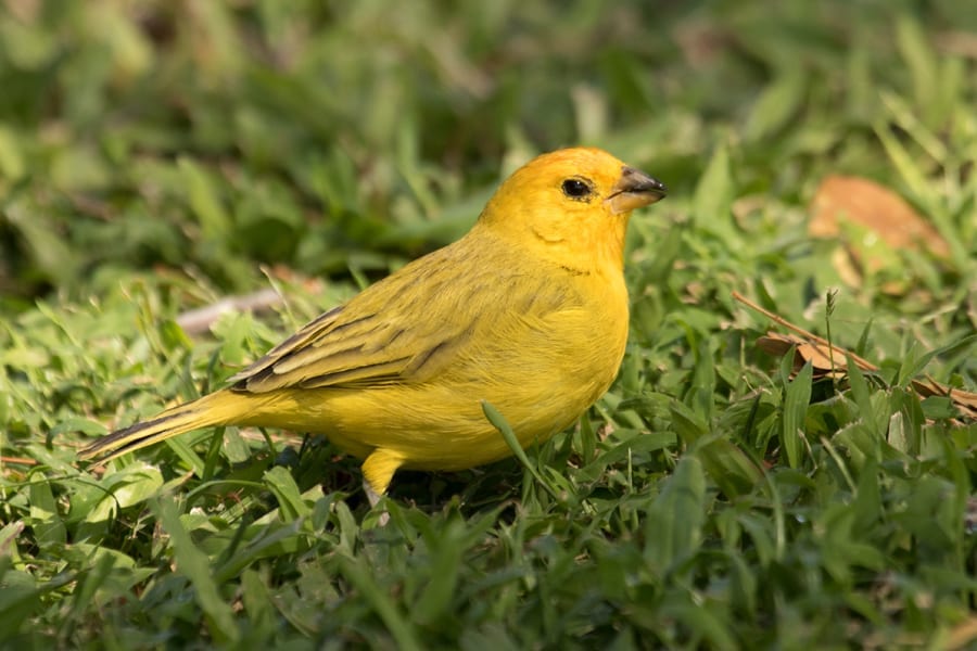 Saffron Finch - female