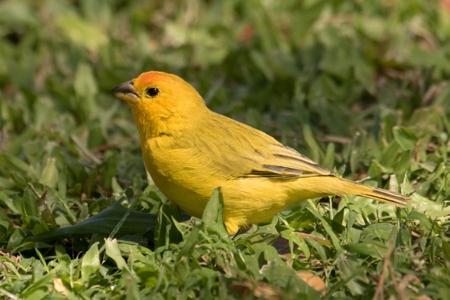 Saffron Finch - male