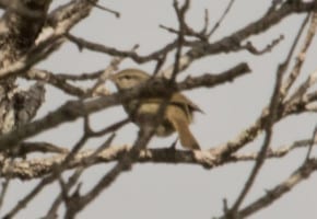 Japanese Bush-Warbler