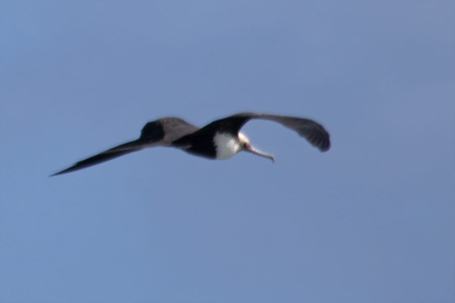 Great Frigatebird - juvenile