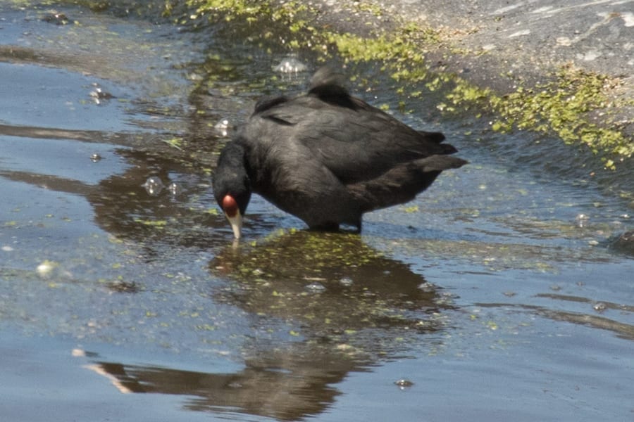 Hawaiian Coot (red-fronted)